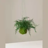 Korunmuş Eğreltiotu Kokedama