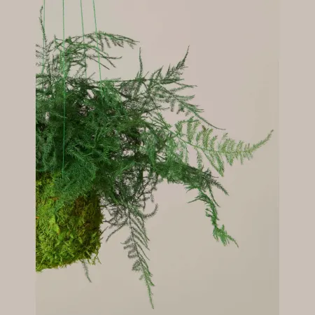 Korunmuş Eğreltiotu Kokedama