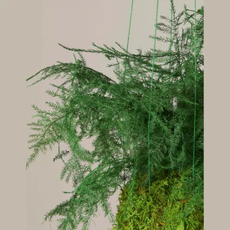 Korunmuş Eğreltiotu Kokedama